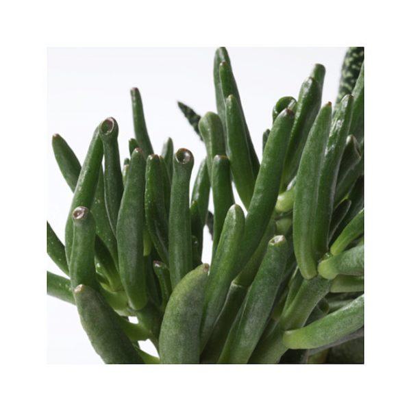 Succulent Plant with Pot in Pink