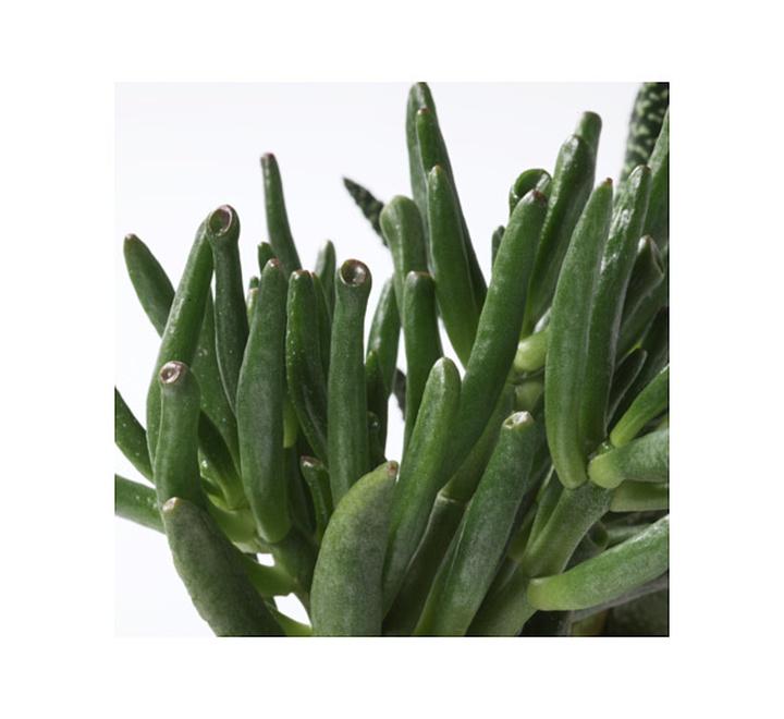 Succulent Plant with Pot